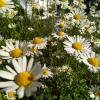 daisies