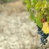 poor harvest grapes