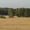 russian field