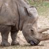 Southern white rhinoceros Ceratotherium simum simum. Critically endangered animal species