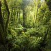 Beautiful, dense vegetation from the cloud-forests from Costa Rica.