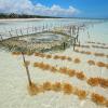Seaweed farming in the clear coastal waters of Zanzibar island