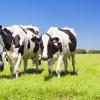 Cows in a fresh grassy field on a clear day