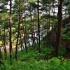North Korean forest