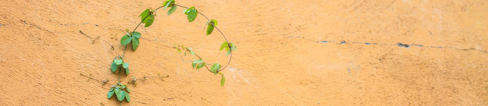 De-growth